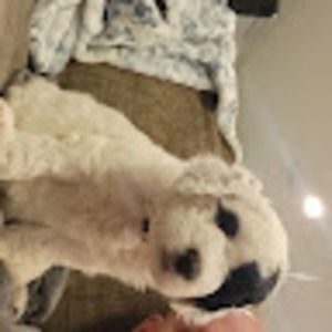 Meet your Posher, Lindsey